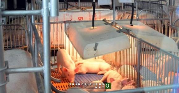 Siêu dự án nông nghiệp: Trại heo triệu đô ở biên giới