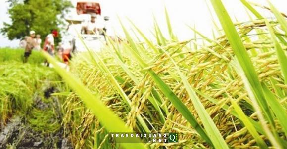 VIC đề xuất đầu tư vào nông nghiệp tại Quảng Ninh