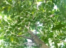 Vì sao cây mắc ca được gọi là cây tỷ đô ở Việt Nam?