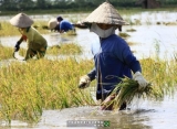 Gần 25 triệu USD hỗ trợ nông dân ứng phó biến đổi khí hậu
