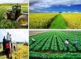 Đồng Tháp cần chú trọng phát triển sản xuất nông nghiệp quy mô lớn