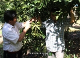 Thu hàng trăm triệu từ cây mắc ca