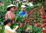 Thương lái Trung Quốc tung đòn độc địa với bà con nông dân Việt