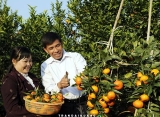 Nông dân thu tiền tỷ từ vườn trái cây