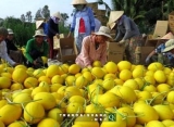 Lãi trăm triệu một vụ dưa lê vàng