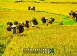 Để phát huy vai trò của nông dân trong phát triển kinh tế – xã hội, xây dựng nông thôn mới