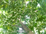 Vì sao cây mắc ca được gọi là cây tỷ đô ở Việt Nam?