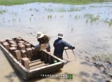 Nông dân đào ruộng bán: Mất hàng chục năm để phục hồi