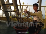 Tiếng ca Tết nghẹn ngào trên thềm lục địa phía Nam