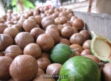 Triển vọng phát triển cây mắc-ca trên đất Tây Nguyên