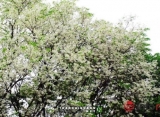 Dự báo 14/3: Thời tiết Hà Nội chuyển biến tích cực, từ mai hết nồm