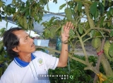 Gặp thương lái thu mua kiểu kỳ lạ, nông dân phải làm sao?