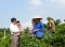 May “áo giáp” cho nông dân trước “cơn bão” thị trường